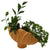 Sirene Shell Vase