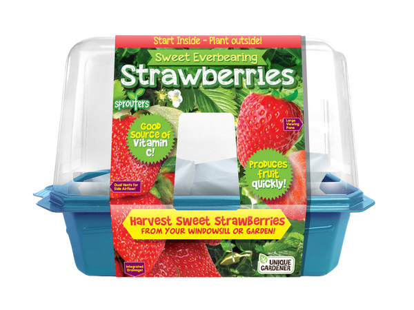 Sweet Everbearing Strawberries Sprouter Terrarium