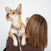 Person holding a small dog on a white background